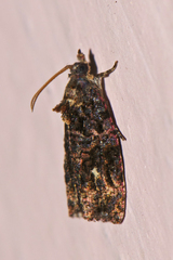 Gatesclarkeana idia