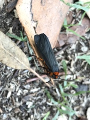 Gnamptonychia ventralis