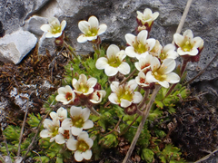 Saxifraga cespitosa