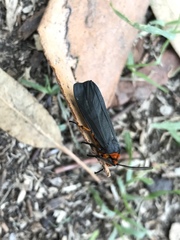 Gnamptonychia ventralis