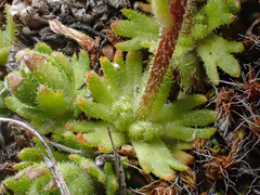 Saxifraga cespitosa