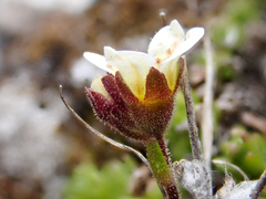 Saxifraga cespitosa