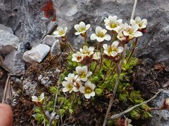 Saxifraga cespitosa