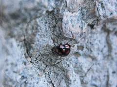 Aiolocaria hexaspilota