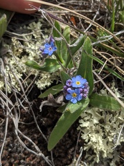 Myosotis asiatica