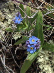 Myosotis asiatica