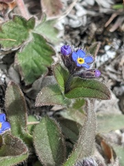Myosotis asiatica