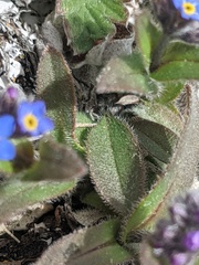 Myosotis asiatica