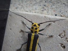 Saperda puncticollis