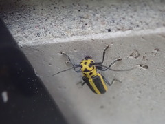 Saperda puncticollis