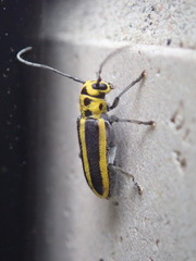 Saperda puncticollis