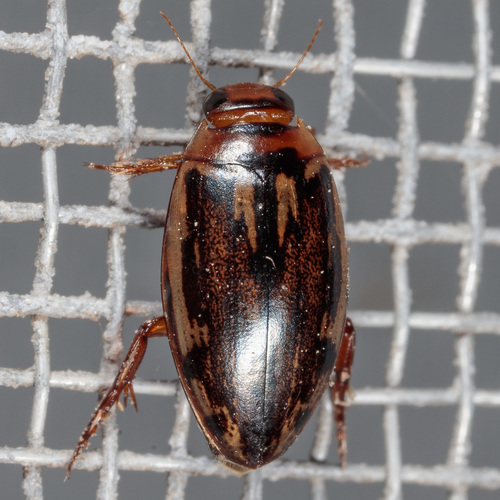 Coptotomus venustus photo 5