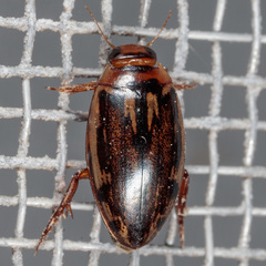 Coptotomus venustus