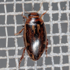 Coptotomus venustus