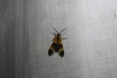 Dycladia
