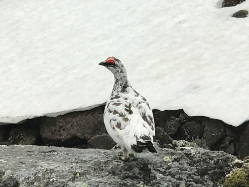 Lagópodo alpino (Lagopus muta)