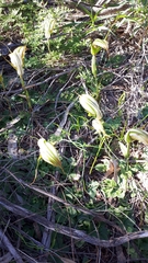 Pterostylis revoluta