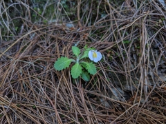 Mazus alpinus