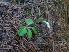 Mazus alpinus