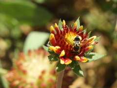 Euodynerus hidalgo viereckii