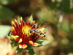 Euodynerus hidalgo viereckii