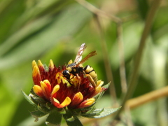 Euodynerus hidalgo viereckii
