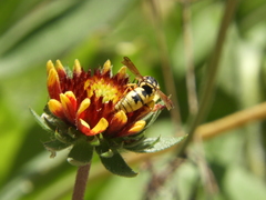 Euodynerus hidalgo viereckii
