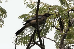 Philemon diemenensis