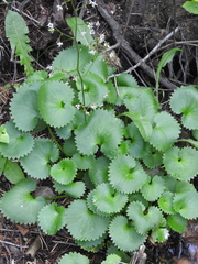 Micranthes odontoloma