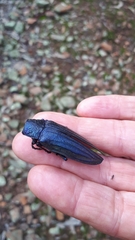 Pseudotaenia waterhousei