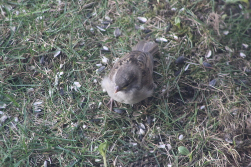 House Sparrow photographed in North Dakota