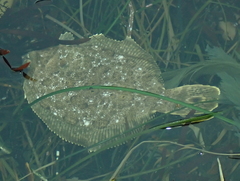 Pleuronichthys coenosus