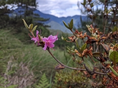 Rhododendron rubropilosum taiwanalpinum