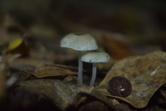 Mycena chlorophos