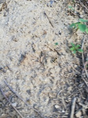 Dasymutilla arachnoides