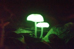 Mycena chlorophos