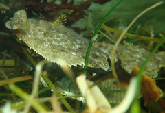 Pleuronichthys coenosus