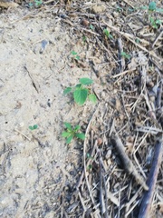 Dasymutilla arachnoides