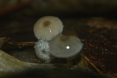 Mycena chlorophos