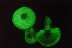 Mycena chlorophos