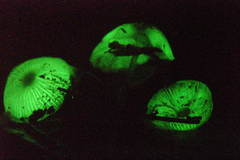 Mycena chlorophos