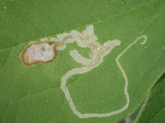 Liriomyza philadelphivora