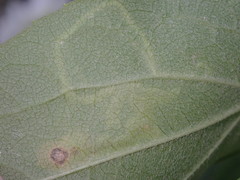 Liriomyza philadelphivora