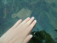 Pleuronichthys coenosus