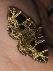 Gandaritis atricolorata