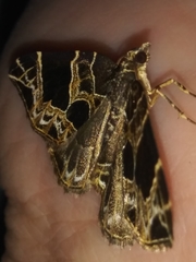 Gandaritis atricolorata