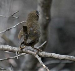 Scytalopus magellanicus