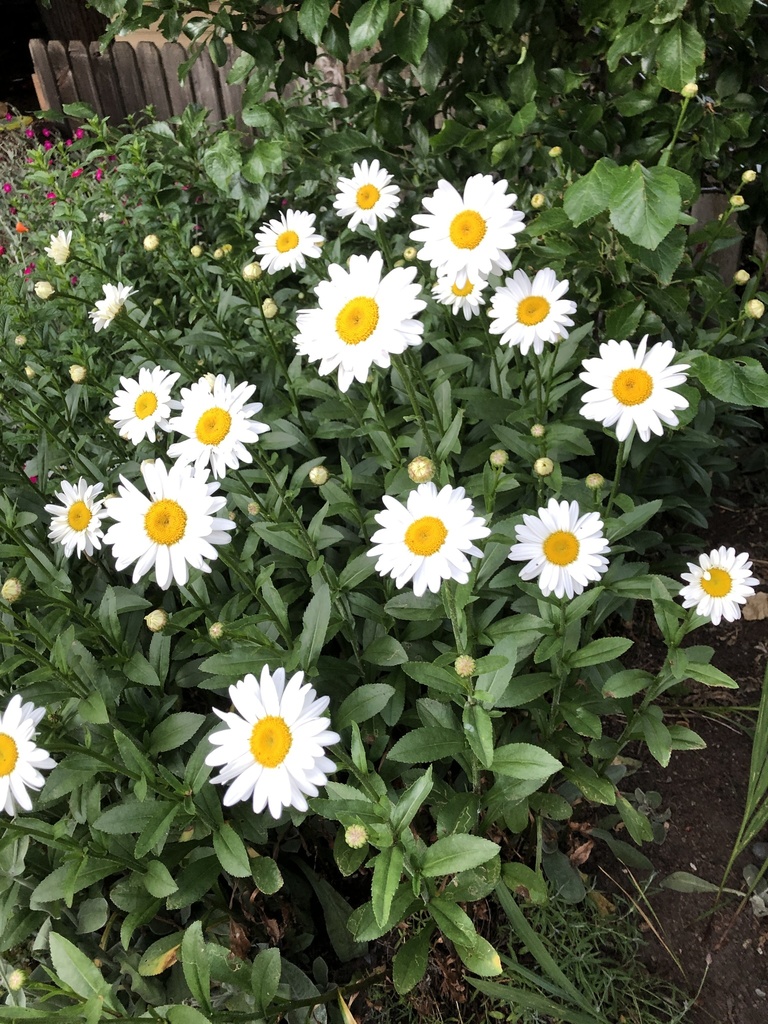 Leucanthemum maximum