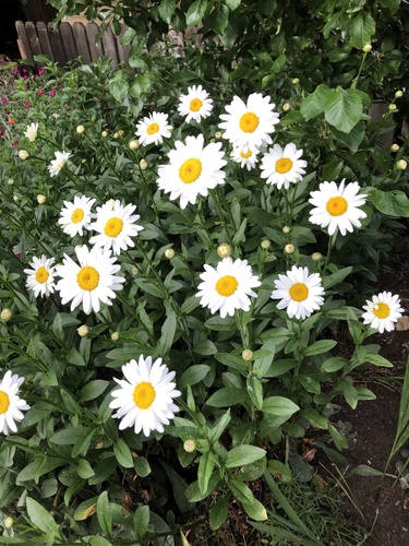 Leucanthemum maximum