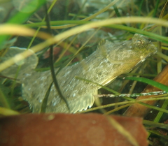 Pleuronichthys coenosus